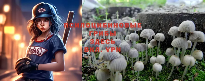 где продают   Аркадак  Псилоцибиновые грибы Cubensis 